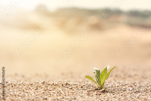 A lone green plant illuminated by sunlight growing on the sand. Photo with copy space. The background in blur.