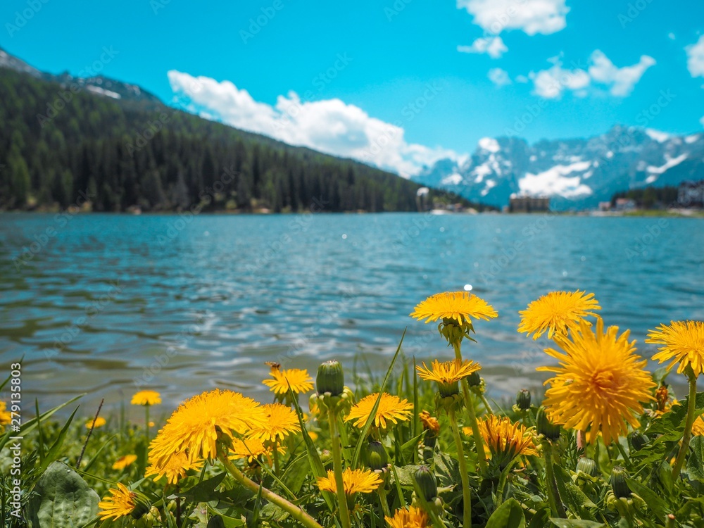 Lake Mizurina in the Dolomites in Italy, photographed from under the yellow dandelions