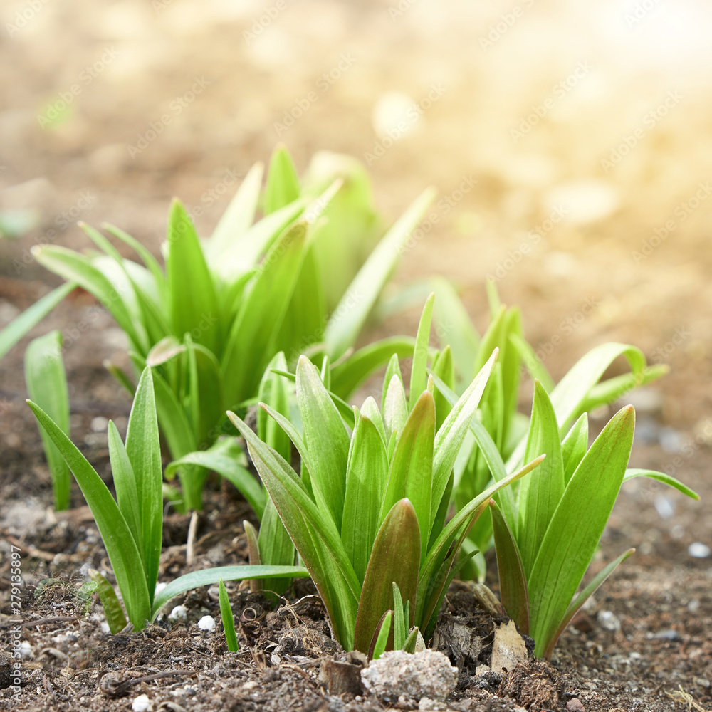 Green young sprouts lit by bright sunlight in the garden closeup. Background in blur. Green young sprouts lit by bright sunlight in the garden closeup. Background in blur.