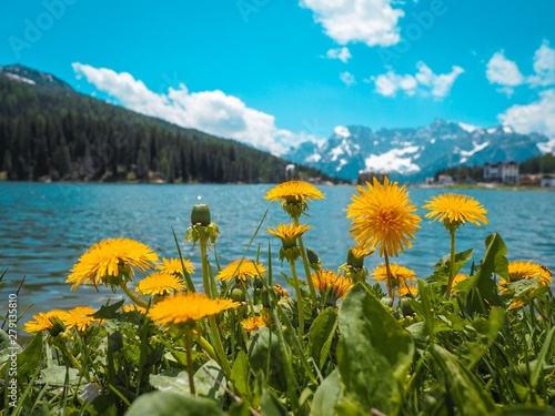 Lake Mizurina in the Dolomites in Italy, photographed from under the yellow dandelions photo