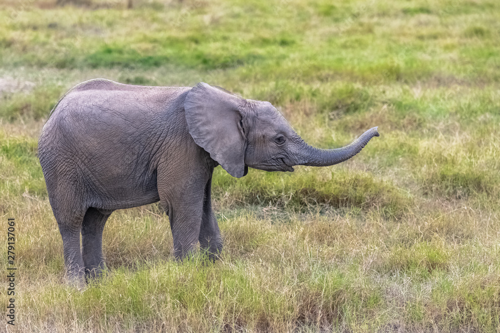 Obraz premium A young elephant playing in the savannah in Africa