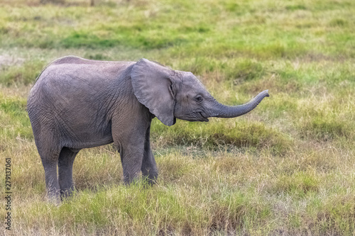 A young elephant playing in the savannah in Africa