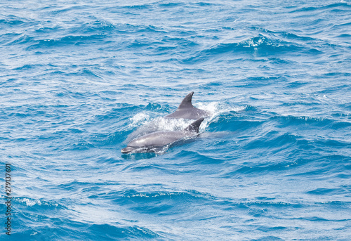 Blue sea water with wild dolphins