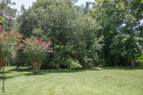 Large lush lot backyard of American house in the suburbs with flowering trees © Ursula Page