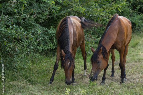 Brown horses trot free in a meadow