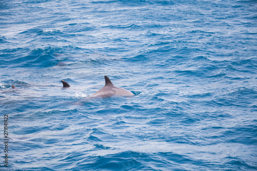 Blue sea water with wild dolphins