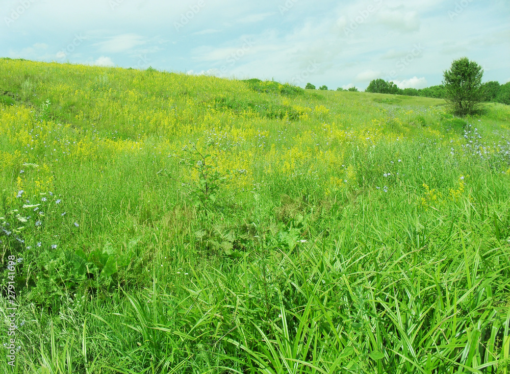 Fototapeta premium summer lawn. grass is green, the sky is clouds. country view.