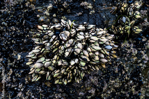 Goose Neck Barnacle (Pollicipes pollicipes) growing in a rock. The Galician coast in Spain is one of the best places for this species, which is a typical product of its cuisine, prized as a delicacy,