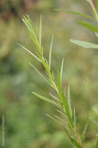 Franz  sischer Estragon  Artemisia dracunculus v. sativa 