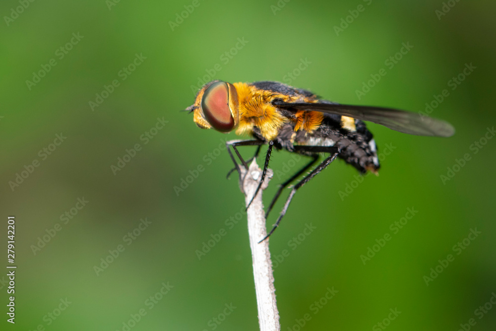 Image of hoverfly(Syrphidae) on branch on a natural background. Insect. Animal. Image of hoverfly(Syrphidae) on branch on a natural background. Insect. Animal.