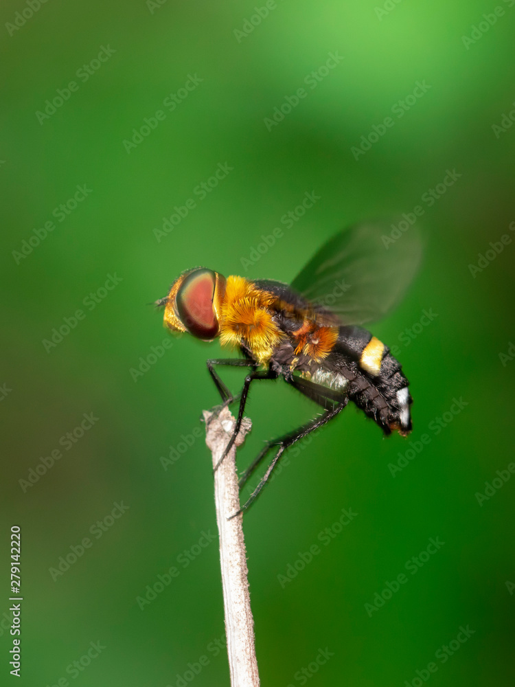 Image of hoverfly(Syrphidae) on branch on a natural background. Insect. Animal. Image of hoverfly(Syrphidae) on branch on a natural background. Insect. Animal.