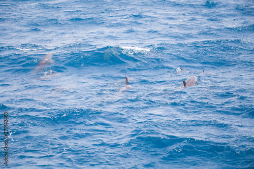 Blue sea water with wild dolphins