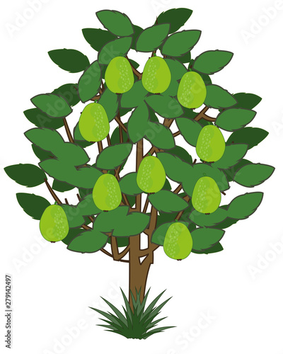 Vector illustration tree with exotic fruit guava