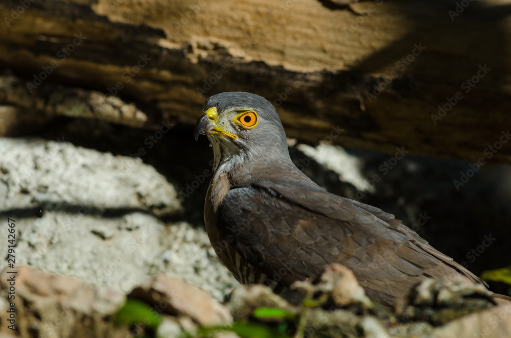 Fototapeta premium Crested goshawk in the nature