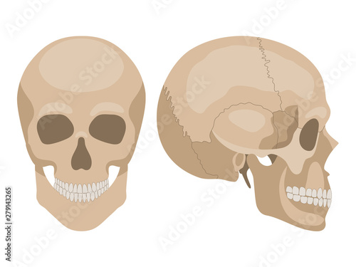 Human skull in profile and in full face. Vector illustration in flat style over white background