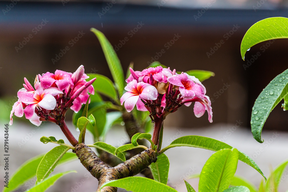 Plumeria: coltivazione e cura del Frangipane o Pomelia dai fiori profumati Plumeria: coltivazione e cura del Frangipane o Pomelia dai fiori profumati