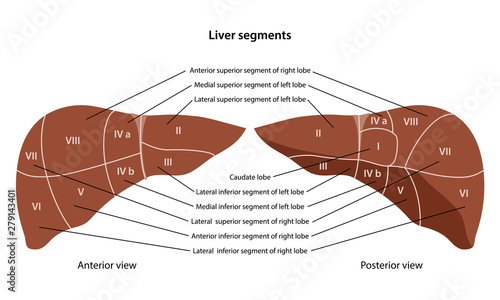 Anatomy of the human liver with description of the segments and lobes. Anterior and posterior views. Vector illustration in flat style isolated over white background.