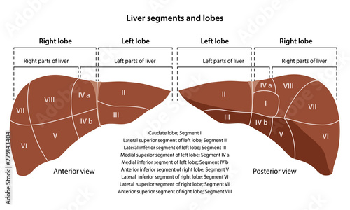 Anatomy of the human liver with description of the segments and lobes. Anterior and posterior views. Vector illustration in flat style isolated over white background.