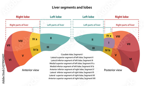Anatomy of the human liver with description of the segments and lobes. Anterior and posterior views. Vector illustration in flat style isolated over white background.