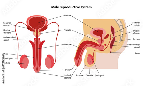 Male reproductive system. Anterior and lateral views. Vector illustration in flat style over white background.