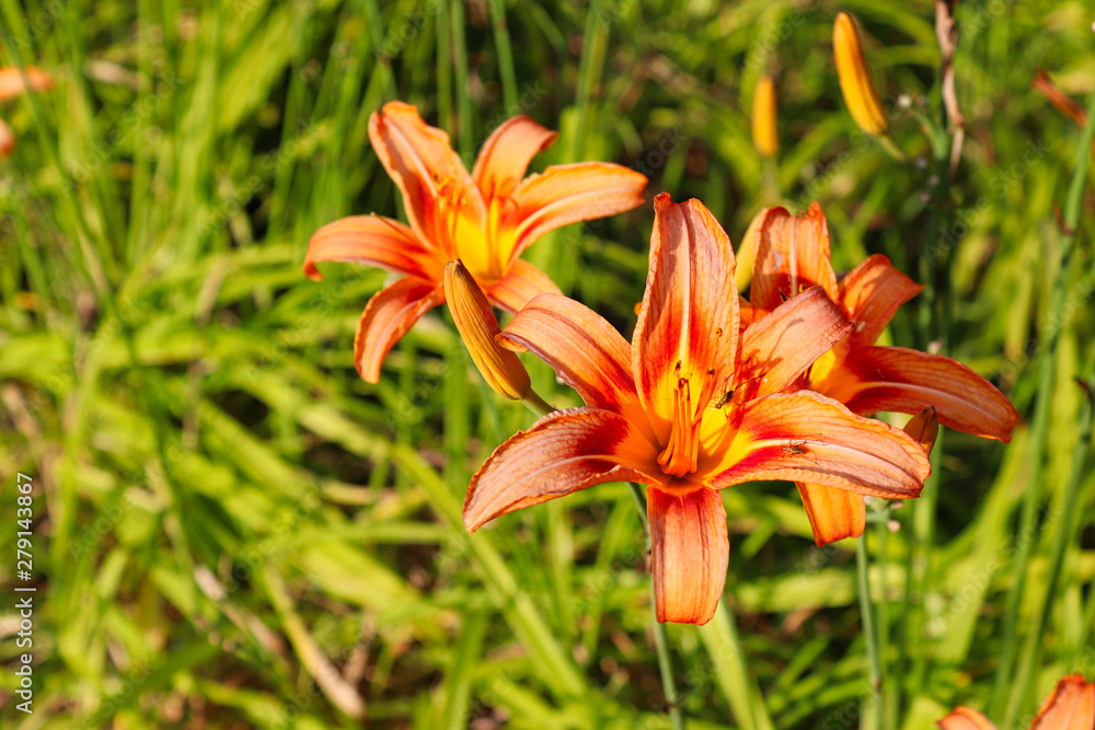 colorful flowers in springtime colorful flowers in springtime