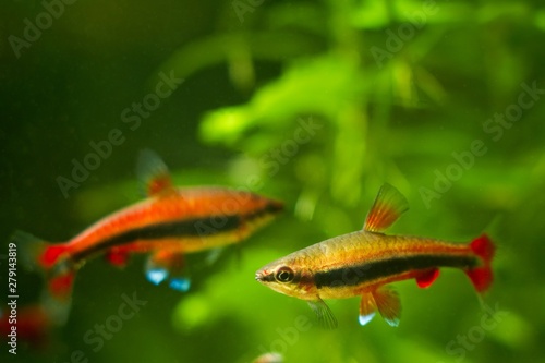 pencilfish male and female, Nannostomus beckfordi red, Brazilian ornamental blackwater fish from Rio Negro spawning in nature biotope aquarium © Valeronio