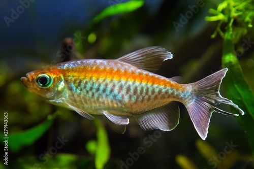 Congo tetra, Phenacogrammus interruptus, endemic of African Congo river basin, popular ornamental Characin fish in natural biotope aquarium