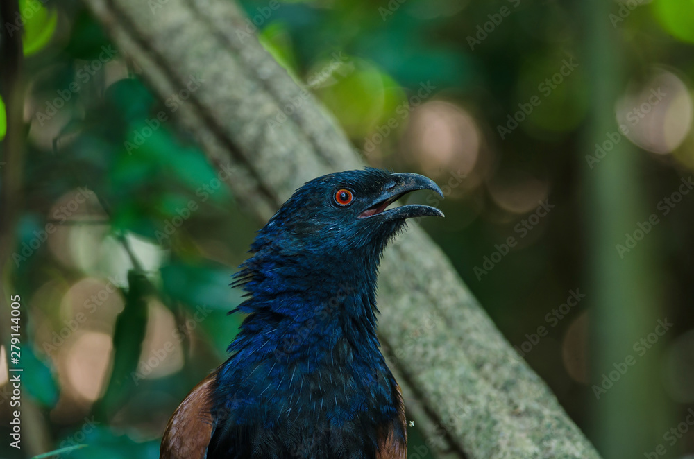 Fototapeta premium Greater coucal (Centropus sinensis)