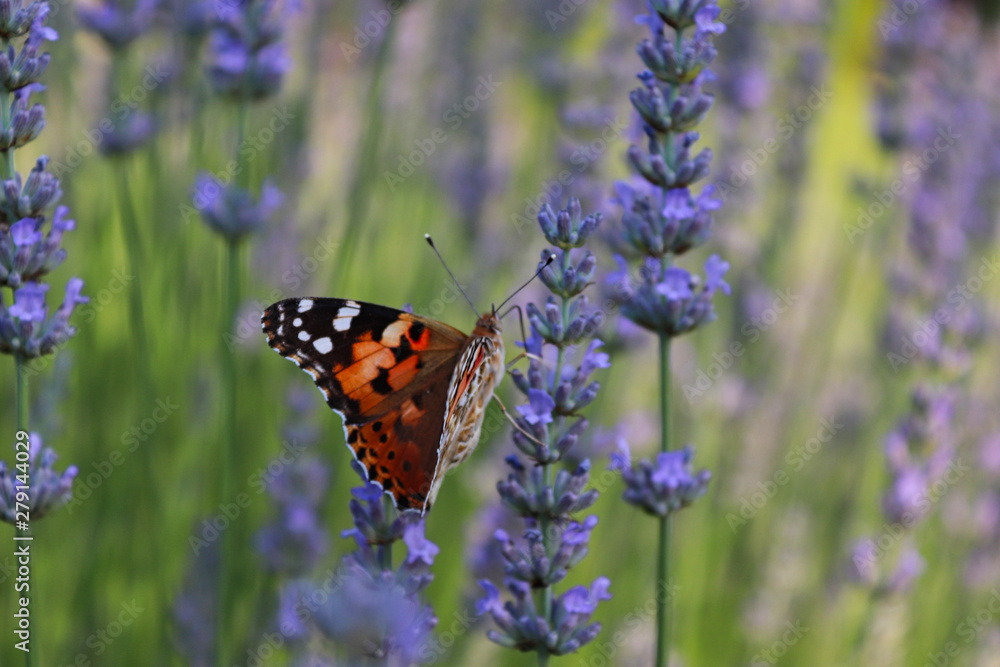 colorful butterfly on a plant at springtime colorful butterfly on a plant at springtime
