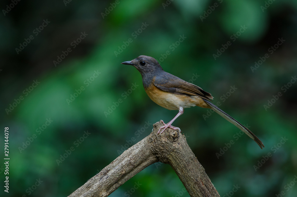 White-rumped Shama standing on a branch White-rumped Shama standing on a branch