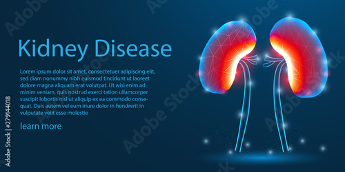 Human Kidney organ Disease concept on blue background photo