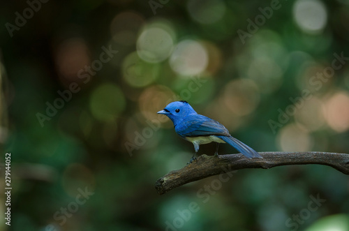 Black-naped Monarch in nature © forest71