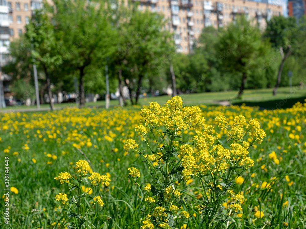 Glade of yellow flowers on the background of the city quarter       Sunny spring day beautiful yellow flowers bloom on the background of the city quarter