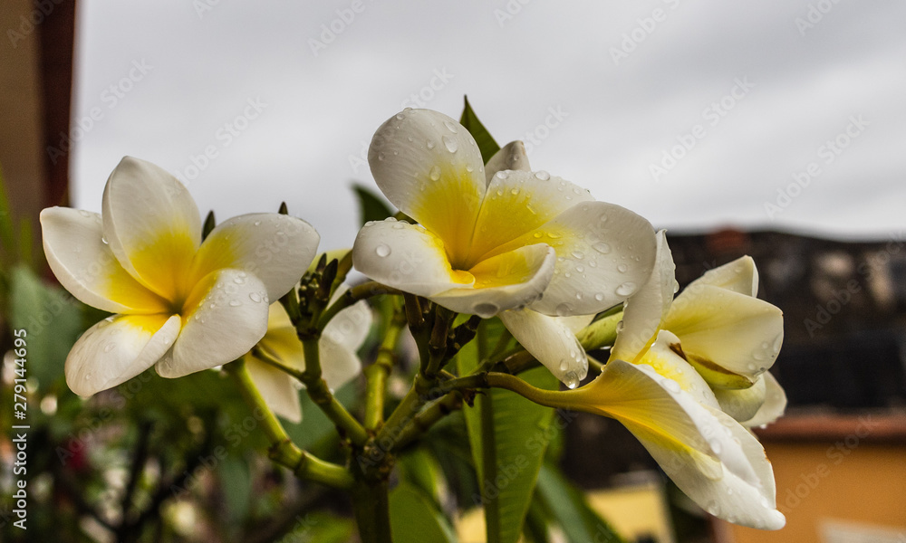 Obraz premium la pomelia o plumeria à una pianta originaria delle hawai importata nel tempo dai naviganti si è adattata bene nel territorio di Riposto e di Palermo