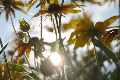 Wallpaper Mural Blurred photo for the background with a group of yellow flowers of Rudbeckia through which the evening sunlight penetrates. Torontodigital.ca