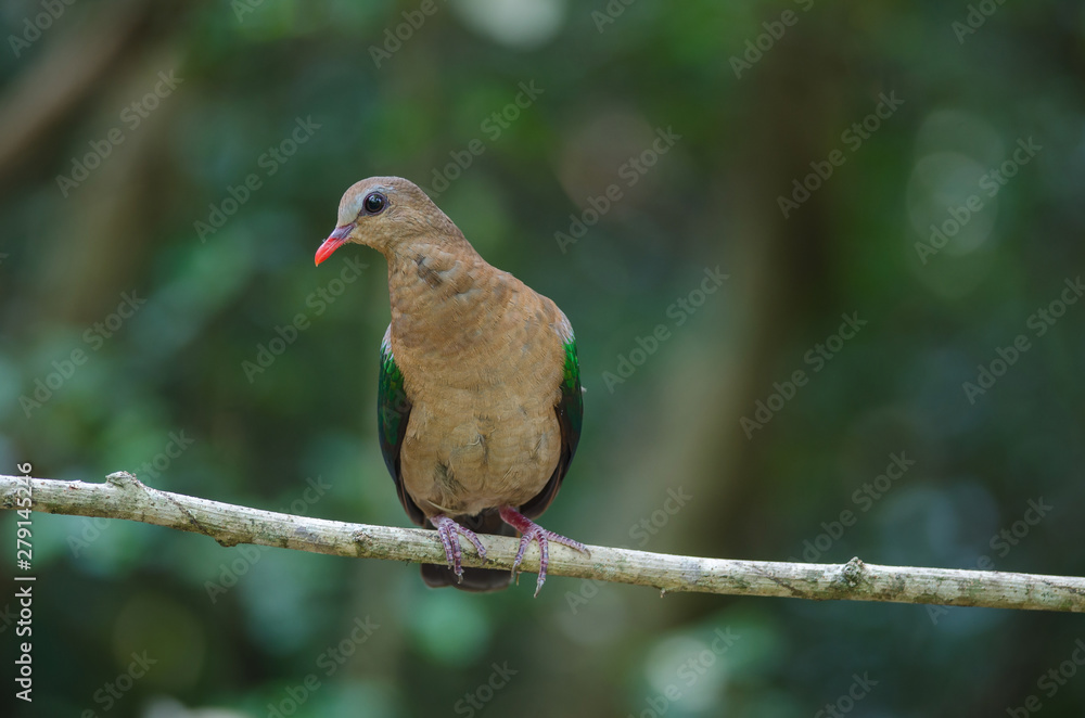 Emerald dove or Green Pigeon Emerald dove or Green Pigeon