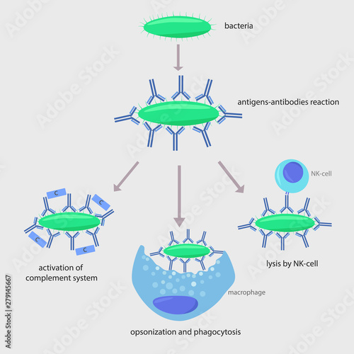 immune response to a foreign organism