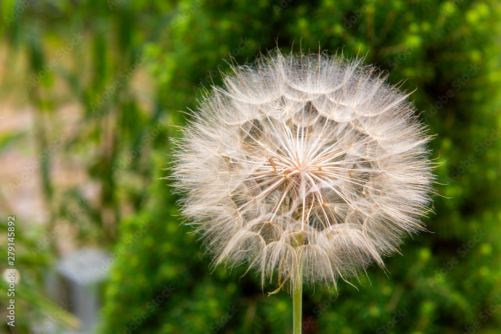 blowball, single dandelion in the garden blowball, single dandelion in the garden