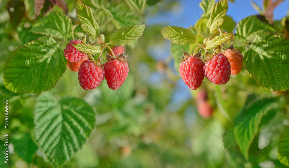 Ripe red raspberries on the vine. Cultivation. Gardening. Summer background. Ripe red raspberries on the vine. Cultivation. Gardening. Summer background.