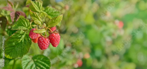 Ripe red raspberries on the vine. Cultivation. Gardening. Summer background. 