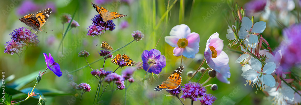 Fototapeta Łąka z kolorowymi kwiatami i motylami
