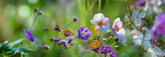 The panoramic view the garden with flowers and butterflies