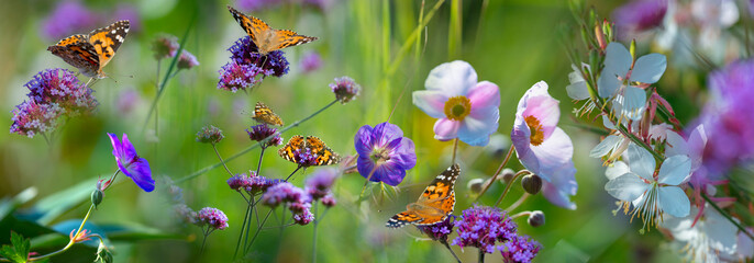 The panoramic view the garden with flowers and butterflies