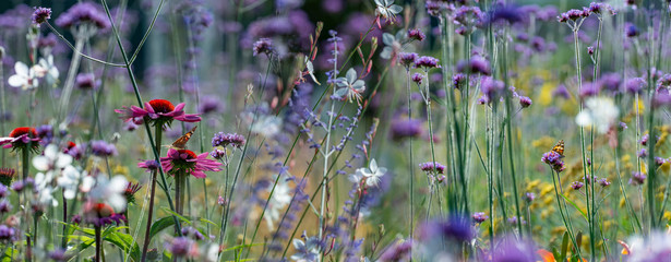 The panoramic view the garden with flowers and butterflies