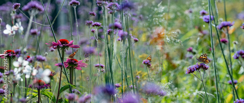 The panoramic view the garden with flowers and butterflies © Vera Kuttelvaserova