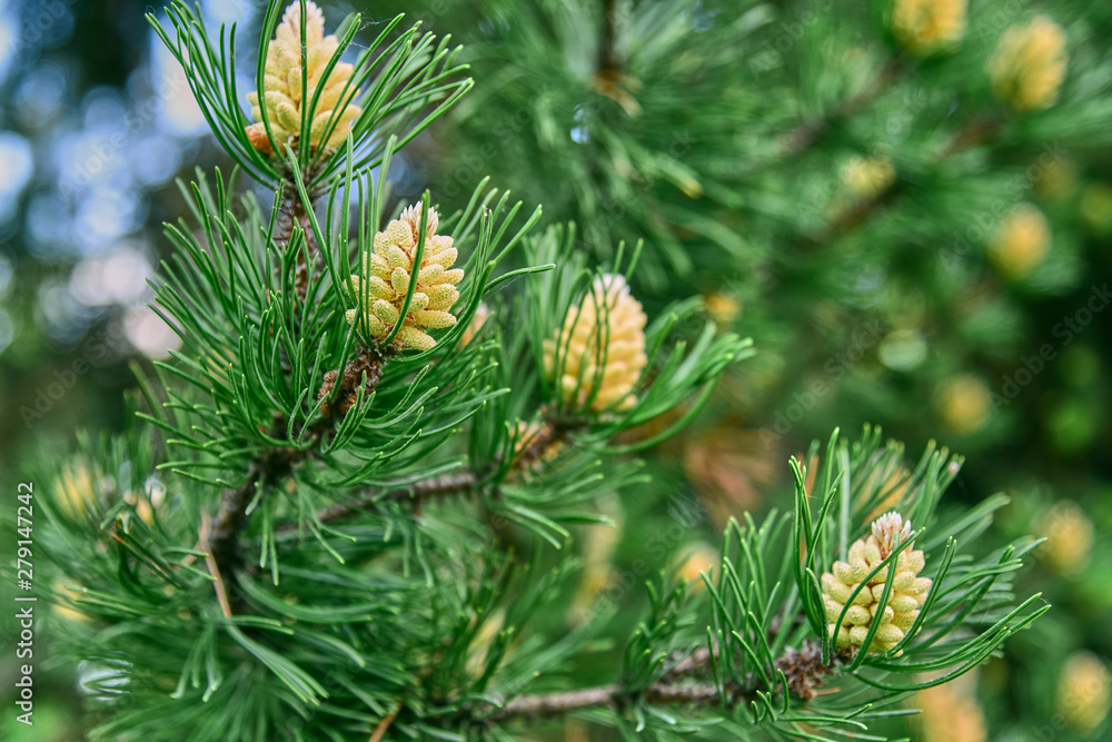 Pine branches with young cones on a blurred background. Pine branches with young cones on a blurred background.