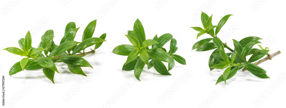 natural of leaf isolated on white background natural of leaf isolated on white background