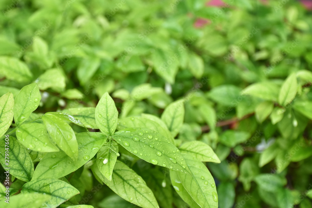 Rain drops on small young green leaves on tree. Rain drops on small young green leaves on tree.