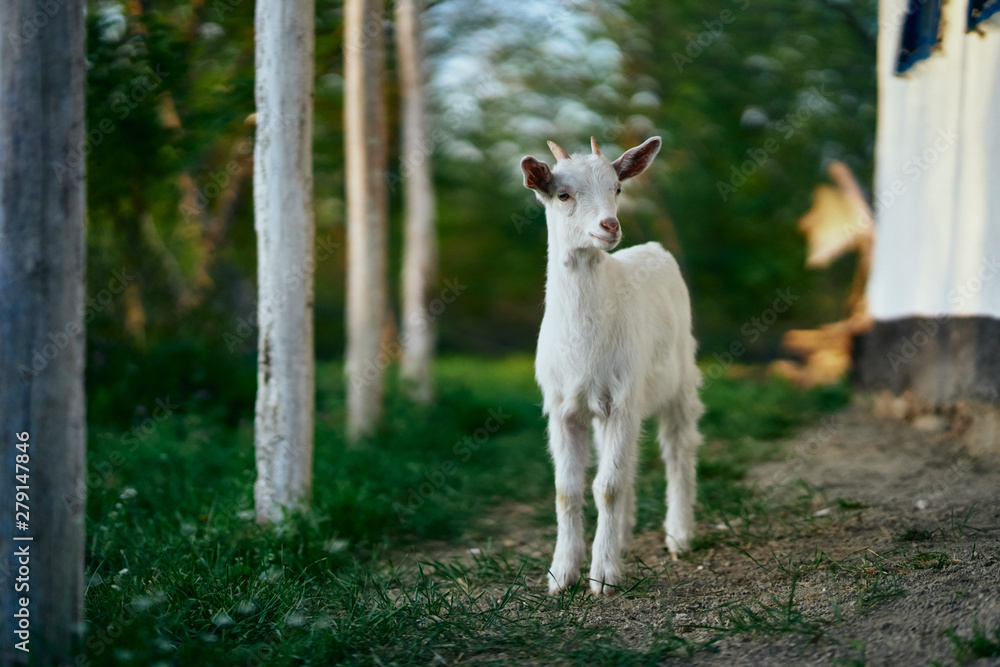 goat on green grass goat on green grass