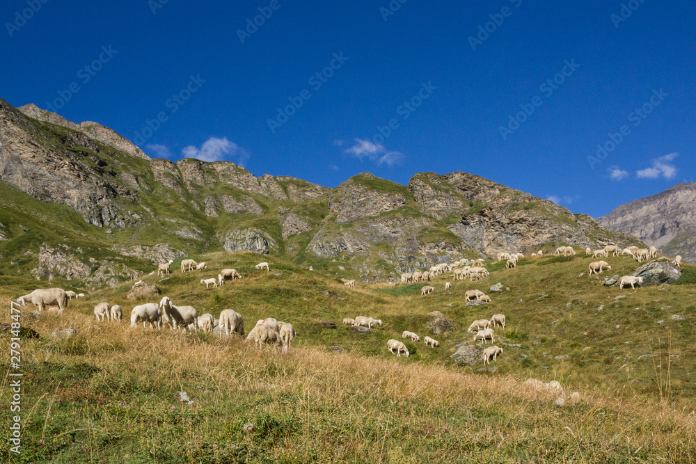 Grazing sheep in mountain landscape,  Italy